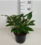 Immergr.Kissenschneeball - Viburnum davidii