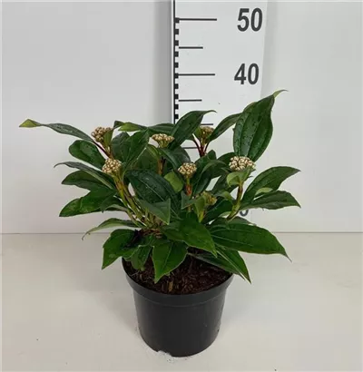 Immergr.Kissenschneeball - Viburnum davidii