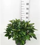 Immergr.Kissenschneeball - Viburnum davidii