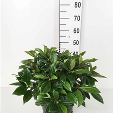 Viburnum davidii, C 10 40- 50