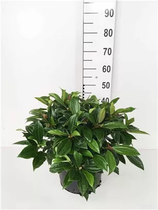 Immergr.Kissenschneeball - Viburnum davidii