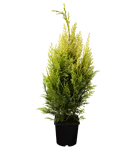 Gartenzypresse 'Ivonne' - Chamaecyparis laws.'Ivonne'