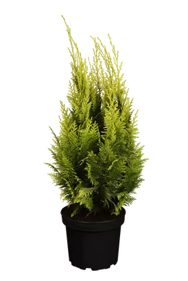 Gartenzypresse 'Ivonne' - Chamaecyparis laws.'Ivonne'