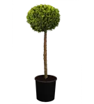 Gartenzypresse 'Ivonne' - Chamaecyparis laws.'Ivonne'