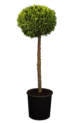 Gartenzypresse 'Ivonne' - Chamaecyparis laws.'Ivonne'