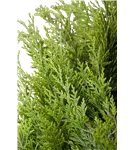 Gartenzypresse 'Ivonne' - Chamaecyparis laws.'Ivonne'