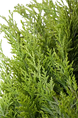 Gartenzypresse 'Ivonne' - Chamaecyparis laws.'Ivonne'