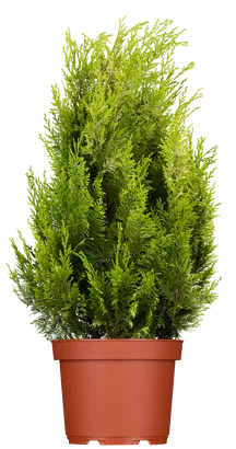 Gartenzypresse 'Ivonne' - Chamaecyparis laws.'Ivonne'