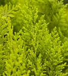 Gartenzypresse 'Ivonne' - Chamaecyparis laws.'Ivonne'