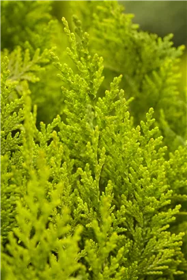 Gartenzypresse 'Ivonne' - Chamaecyparis laws.'Ivonne'