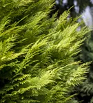 Gartenzypresse 'Ivonne' - Chamaecyparis laws.'Ivonne'