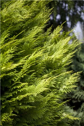 Gartenzypresse 'Ivonne' - Chamaecyparis laws.'Ivonne'