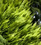 Gartenzypresse 'Ivonne' - Chamaecyparis laws.'Ivonne'