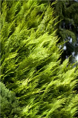 Gartenzypresse 'Ivonne' - Chamaecyparis laws.'Ivonne'