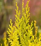 Gartenzypresse 'Ivonne' - Chamaecyparis laws.'Ivonne'