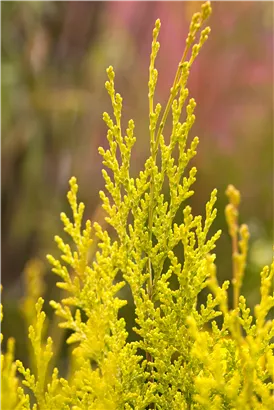 Gartenzypresse 'Ivonne' - Chamaecyparis laws.'Ivonne'