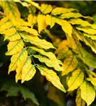 Rotesche 'Summit' - Fraxinus pennsyl.'Summit'