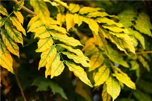 Rotesche 'Summit' - Fraxinus pennsyl.'Summit'