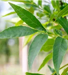Rotesche 'Summit' - Fraxinus pennsyl.'Summit'