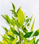 Rotesche 'Summit' - Fraxinus pennsyl.'Summit'