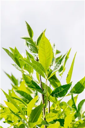 Rotesche 'Summit' - Fraxinus pennsyl.'Summit'