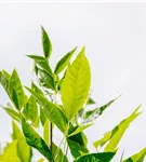 Rotesche 'Summit' - Fraxinus pennsyl.'Summit'