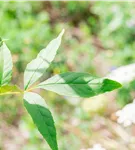 Rotesche 'Summit' - Fraxinus pennsyl.'Summit'