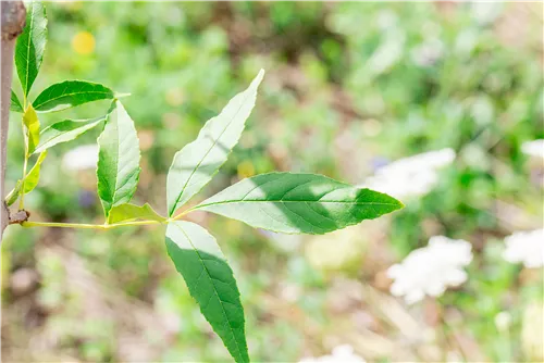 Rotesche 'Summit' - Fraxinus pennsyl.'Summit'