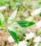 Rotesche 'Summit' - Fraxinus pennsyl.'Summit'