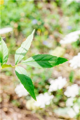 Rotesche 'Summit' - Fraxinus pennsyl.'Summit'