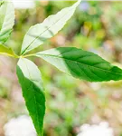 Rotesche 'Summit' - Fraxinus pennsyl.'Summit'