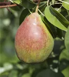 Birne 'Clapps Liebling' früh - Pyrus com.'Clapps Liebling' CAC