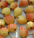 Birne 'Clapps Liebling' früh - Pyrus com.'Clapps Liebling' CAC