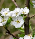 Birne 'Clapps Liebling' früh - Pyrus com.'Clapps Liebling' CAC