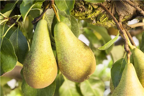 Birne 'Concorde' -S- - Pyrus com.'Concorde' -S- CAC