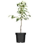 Birne 'Concorde' -S- - Pyrus com.'Concorde' -S- CAC