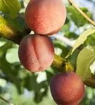 Pflaume 'Königin Viktoria' mittelspät - Prunus dom.'Königin Viktoria' zert.vf