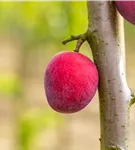 Pflaume 'Königin Viktoria' mittelspät - Prunus dom.'Königin Viktoria' zert.vf