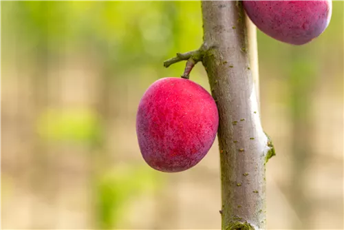 Pflaume 'Königin Viktoria' mittelspät - Prunus dom.'Königin Viktoria' zert.vf
