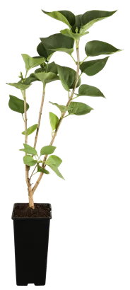 Edelflieder 'Katharine Havemeyer' - Syringa vulg.'Katherine Havemeyer'