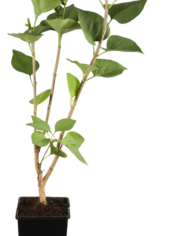 Edelflieder 'Katharine Havemeyer' - Syringa vulg.'Katherine Havemeyer'