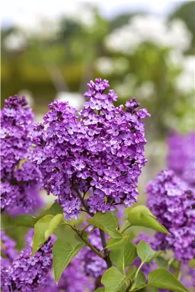 Edelflieder 'Katharine Havemeyer' - Syringa vulg.'Katherine Havemeyer'