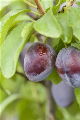 Pflaume 'President' spät - Prunus dom.'President' CAC