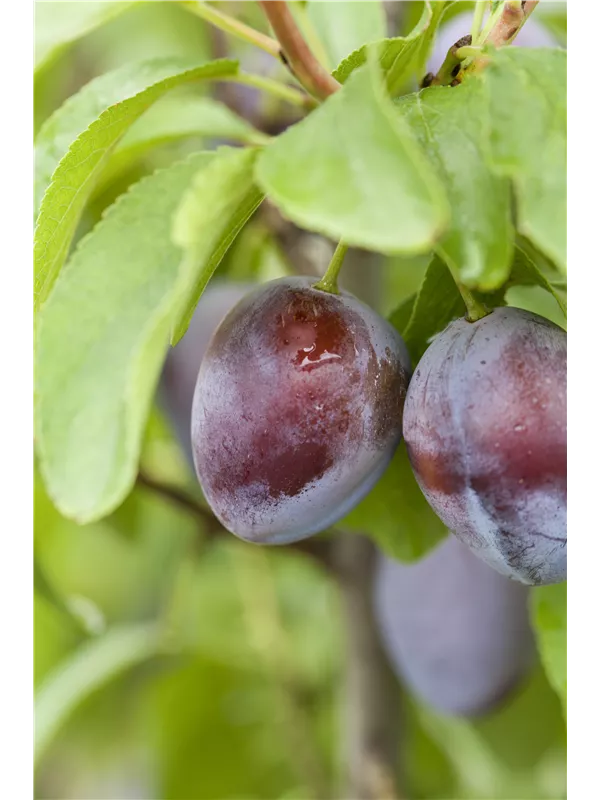 Pflaume 'Stanley' spät - Prunus dom.'Stanley' CAC