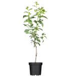 Pflaume 'Stanley' spät - Prunus dom.'Stanley' CAC