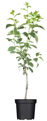 Pflaume 'Stanley' spät - Prunus dom.'Stanley' CAC