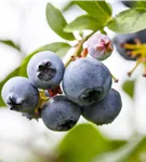 Heidelbeere 'Brigitta' - Vaccinium corymb.'Brigitta'