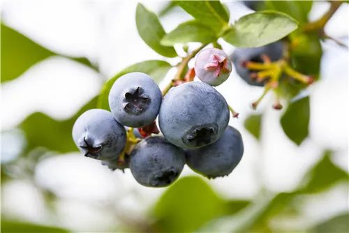 Heidelbeere 'Brigitta' - Vaccinium corymb.'Brigitta'