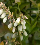 Heidelbeere 'Brigitta' - Vaccinium corymb.'Brigitta'