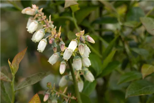 Heidelbeere 'Brigitta' - Vaccinium corymb.'Brigitta'